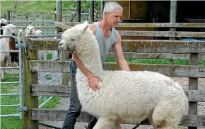  ??  ?? Keenan Scott moves an alpaca onto the shearing platform.