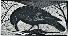  ??  ?? Carrion crow: wood engraving by Eric Fitch Daglish from Birds of the British Isles (1948)