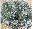  ??  ?? 4 Sea kale H2.5m (8ft) S1.5m (5ft)