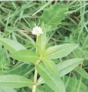  ??  ?? Alligator weed in bloom