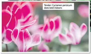  ??  ?? Tender: Cyclamen persicum does best indoors