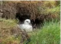  ??  ?? Inner Farne Lighthouse, also known as ‘the high light’ (above); the razorbill, with its black hooded cape (top right) and a tube-nosed fulmar can both be found in considerab­le numbers on the Farne Islands.