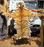  ?? WTI VIA AP ?? This shows a tiger skin seized in 2010by the forest officials of Tamil Nadu state in southern India. Authoritie­s in India are concerned a 2020 spike in poaching not only could kill more endangered tigers and leopards but also species these carnivores depend upon to survive.