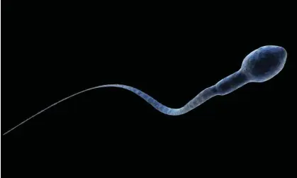  ?? Photograph: Burazin/Getty Images ?? A human sperm cell.