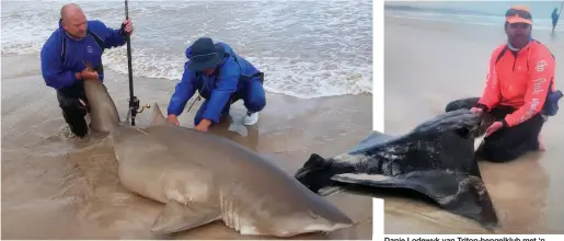  ?? Foto’s: Verskaf ?? Riaan Heunis (links) met visstok in hand saam met sy skeurtandh­aai van 193kg. Danie Lodewyk van Triton-hengelklub met ‘n bulrog van 60kg.