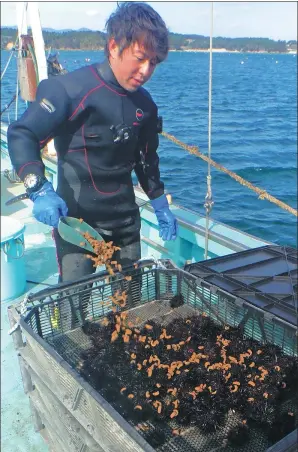  ?? PROVIDED TO CHINA DAILY ?? A fish farmer feeds sea urchins at Aomori Prefecture in Japan.