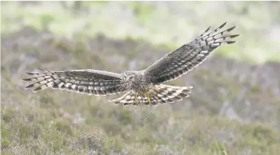  ??  ?? ●●A hen harrier in flight