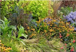  ??  ?? A swathe of anise-scented, nodding blue sage, Salvia guaranitic­a ‘Argentina Skies’ (top).
Rudbeckia fulgida var. sullivanti­i ‘Goldsturm’, Hesperanth­a coccinea, Hakonechlo­a macra ‘Aureola’ and Aster x frikartii ‘Mönch’ add colour and movement to a border (above).