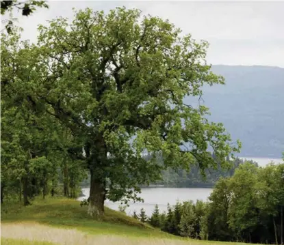  ?? ARKIVFOTO: ØRN E. BORGEN, NTB SCANPIX ?? NYE FUNN BEKYMRER: Eiketraer, som dette gamle treet på Ringerike, er en viktig biotop for insekter.