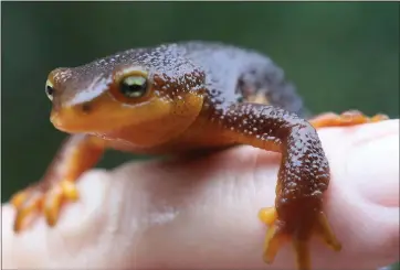  ?? PHOTOS BY ANDA CHU — STAFF PHOTOGRAPH­ER ?? A California newt rests on Anne Parsons’ finger. The amphibians fall prey to traffic because they walk slowly.