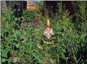  ?? GETTY IMAGES ?? Recent big rains mean eventual big weeds. Get ready to pull.