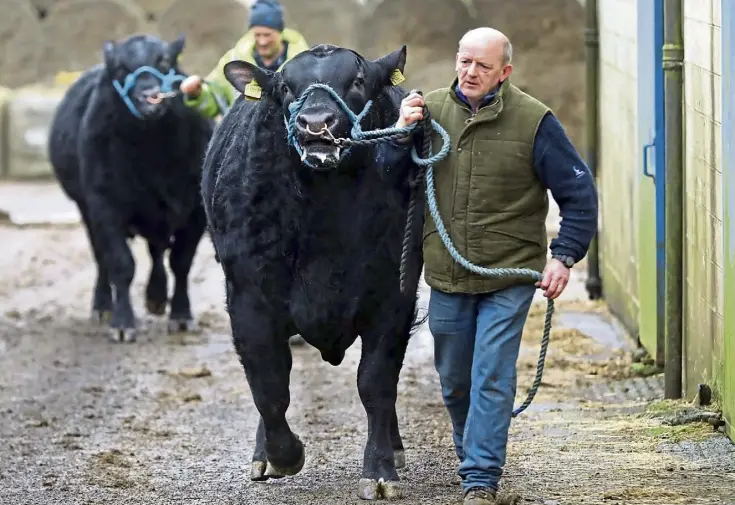  ?? ?? TAKING STOCK: Graeme Fraser of Newton of Idvies, in Angus, preparing his bulls for the Stirling sale. Picture by Gareth Jennings.