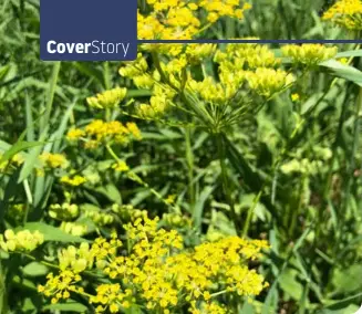  ??  ?? Wild Parsnip