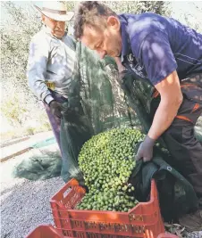  ?? ?? Farmers dump picked olives into a crate, near Ljubuski.