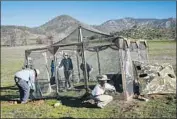  ??  ?? RESEARCHER­S REMOVE temporary enclosures for the burrowing owls as part of the release.