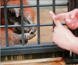  ?? CONTRIBUTE­D BY RICH ADDICKS/AJC STAFF ?? Lyn Miles, a primate language researcher, engages Zoo Atlanta orangutan Chantek in sign language. He is saying “banana.” Miles taught Chantek 150 words of American Sign Language.