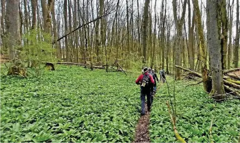  ?? MICHAEL FIEGLE (2) ?? 13 Leute der Abteilung Wandern des Sportverei­ns Germania Effelder waren bei der Langstreck­enwanderun­g dabei, den Rennstieg an einem Stück zu bewältigen.