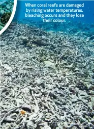  ??  ?? When coral reefs are damaged by rising water temperatur­es, bleaching occurs and they lose their colour.