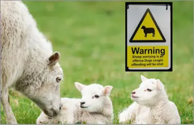  ?? ?? Livestock worrying is a serious issue for farmers and landowners