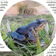  ??  ?? Život
Nové tůně přitáhly rosničky i skokany (nahoře). Na loukách žijí ptáci, motýli a brouci. Objevil se i čolek.