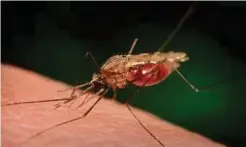  ??  ?? NYAMUK anopheles membawa malaria.