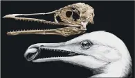  ??  ?? HARD BITTEN: This University of Bath image shows the fossil of the Ichthyorni­s dispar and an artist’s impression of the seagull-sized bird.