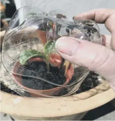  ??  ?? Create a mini greenhouse cloche