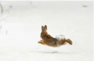  ??  ?? A rabbit heads for cover along a snow-covered path at Riverfront Park in Billings, Mont., in March 2009.