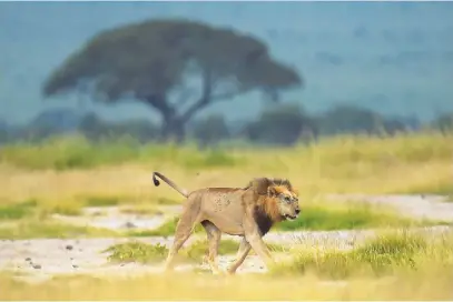  ?? Pictures: AFP ?? NUMBERS DOWN. A male lion struts in the Amboseli National Park in Kenya. Lions and cheetahs are closer to extinction than the authoritat­ive Red List of Threatened Species suggests, according to conservati­on scientists.