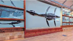  ??  ?? Dive in: a prehistori­c sea creature ‘swims’ the corridors at the National History Museum, main and above