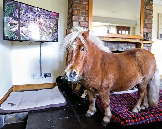  ??  ?? Galloping gogglebox: Wee Bob trots in regularly to enjoy watching television along with the rest of the family