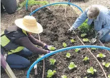  ??  ?? Ardelle and Sue planting lettuce at Serenity Farm.