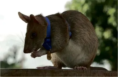  ??  ?? ABOVE:
Magawa the mine-detecting rat poses proudly with his PDSA Gold Medal, awarded for “life-saving devotion to duty”.