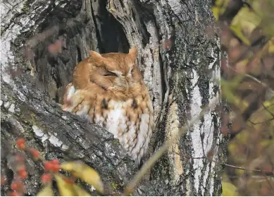  ?? BY ANDY REAGO & CHRISSY MCCLARREN VIA WIKIMEDIA ?? An eastern screech-owl snoozes in a tree cavity.