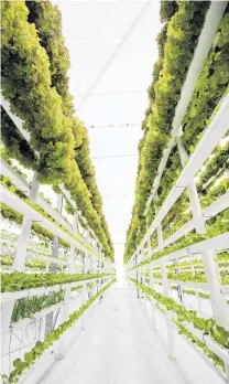  ?? PHOTO: GETTY IMAGES ?? Vertical farming provides an impressive example of vegetable growing which looks more like a biotechnol­ogy enterprise than a farming enterprise.