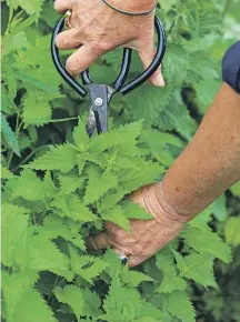  ?? SALLY TAGG/NZ GARDENER ?? Check your local council rules around the sale and propagatio­n of stinging nettle.