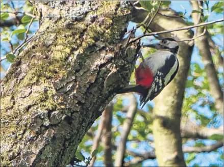  ??  ?? Walking around Kilmardinn­y Loch, I heard the sound of this great spotted woodpecker tapping away long before quickly zoomed my Panasonic TZ60 compact camera to take this picture.
I spotted him near the top of a tall tree. I