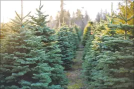  ?? GETTY IMAGES ?? There’s something magical about choosing a Christmas tree at a tree farm.