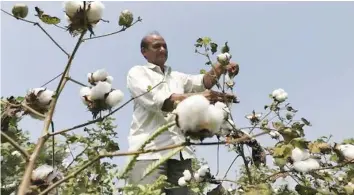  ?? — Reuters ?? A farmer harvests cotton in his field at Rangpurda village in Kadi Taluk of Mahesana district in Gujarat, India.