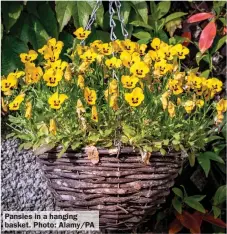  ?? ?? Pansies in a hanging basket. Photo: Alamy/PA