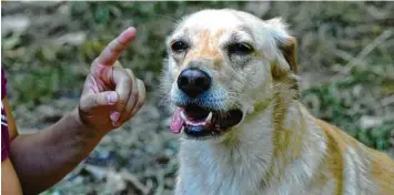  ?? Foto: Fred Schöllhorn ?? Steckt in einem Mischlings­hund ein bisschen Kampfhund? Auch diese Frage stellt sich für Hundehalte­r in Mindelheim, nachdem die Stadt die Hundesteue­r für sogenannte Listenhund­e enorm erhöht hat.