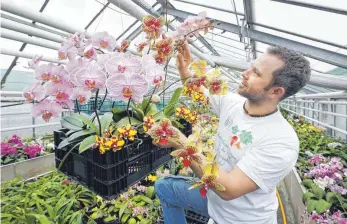  ?? FOTO: ROLAND RASEMANN ?? Orchideen sind am Wochenende in Neu-Ulm zu sehen und zu riechen.