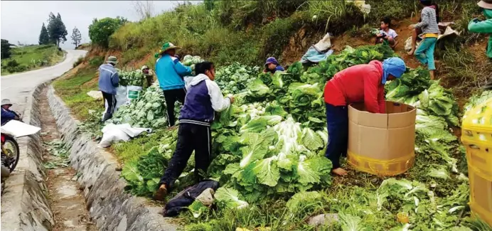  ?? (LYNDE SALGADOS) ?? VEGGIES’ HAVEN. Farmers in barangay Kibangay, Lantapan, Bukidnon prepare their fresh harvest f vegetables on a sunny Sunday morning, February 10 ready for transport to downtown Cagayan de Oro via the picturesqu­e Talakag road.