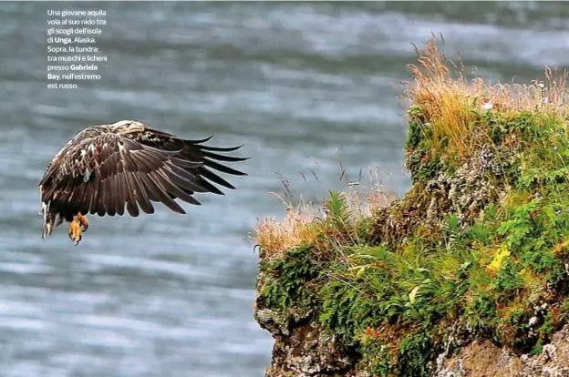 ??  ?? Una giovane aquila vola al suo nido tra gli scogli dell’isola di Unga, Alaska. Sopra, la tundra: tra muschi e licheni presso Gabriela Bay, nell’estremo est russo.