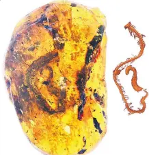  ?? BAI/UNIVERSITY OF ALBERTA/VIA CANADIAN PRESS MING ?? The fossil of a baby snake caught in amber, left, and a 3-D reconstruc­tion of the fossil by Ming Bai, right, are shown in this combinatio­n photo.