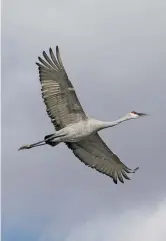  ?? NEW MEXICAN FILE PHOTO ?? ABOVE LEFT: The Trump administra­tion has sought to revise rules to hold companies liable only if they intentiona­lly harm migratory birds like sandhill cranes, such as the one flying over Bosque del Apache National Wildlife Refuge.