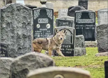  ?? Jessica W. Lynch ?? A COYOTE roams Evergreen Cemetery in Boyle Heights in 2018. A pack may have moved in 10 years ago.
