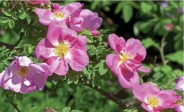  ??  ?? Vigorous: Large pink shrub rose Marguerite Hilling needs little or no maintenanc­e