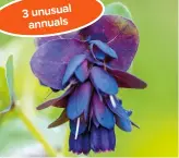  ?? ?? 3 unusual annuals