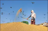  ?? PTI ?? A worker winnows wheat in Amritsar.